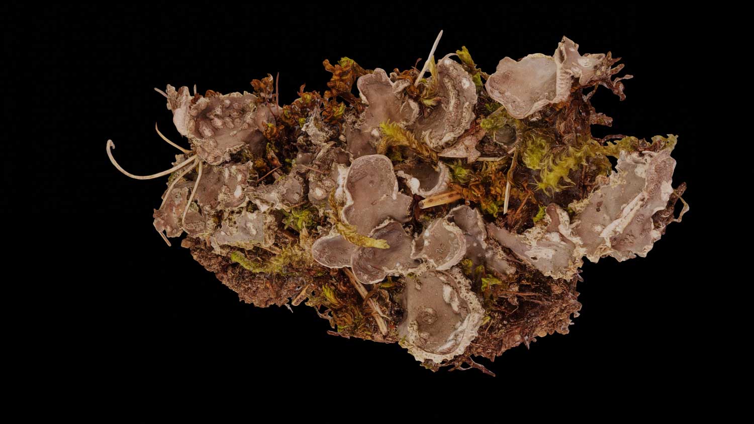 Peltigera extenuata